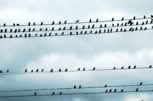 早朝、鳥たちが集まってきました！