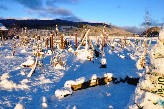 11/21 「グリーンバーバの庭」も雪化粧・・・