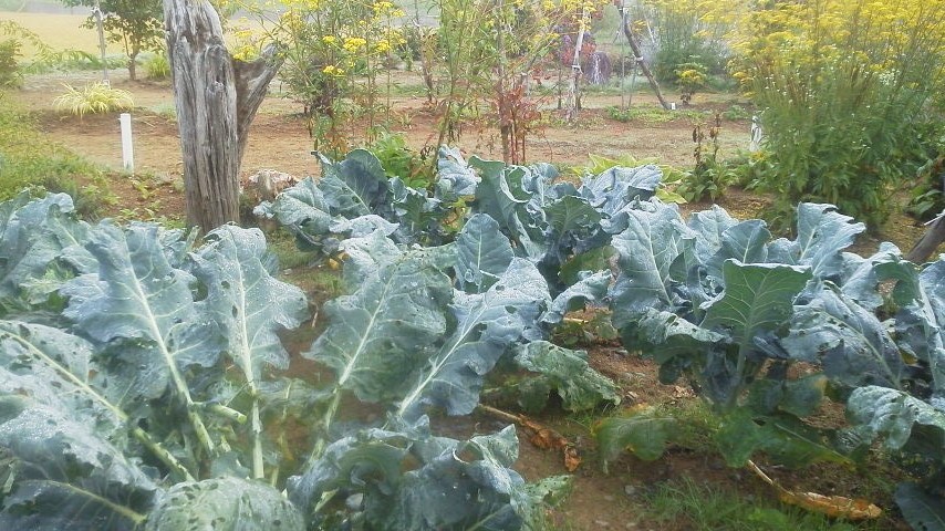 9/23 庭の片隅で野菜作りに挑戦!