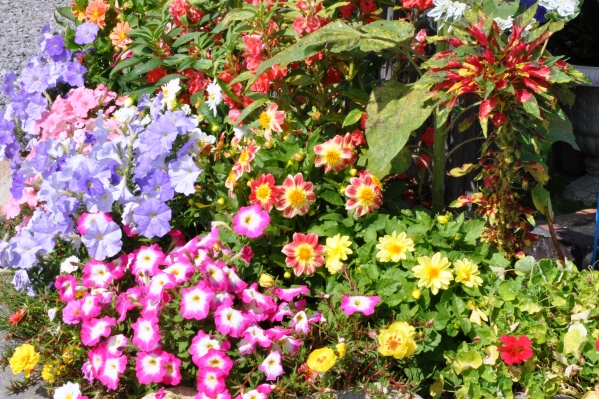 9/1 花壇の花も元気もりもり!