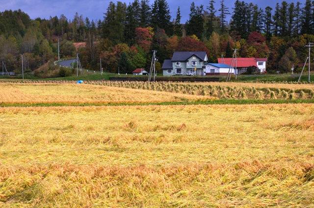 10/10 お隣の田んぼでは、お米の収穫!