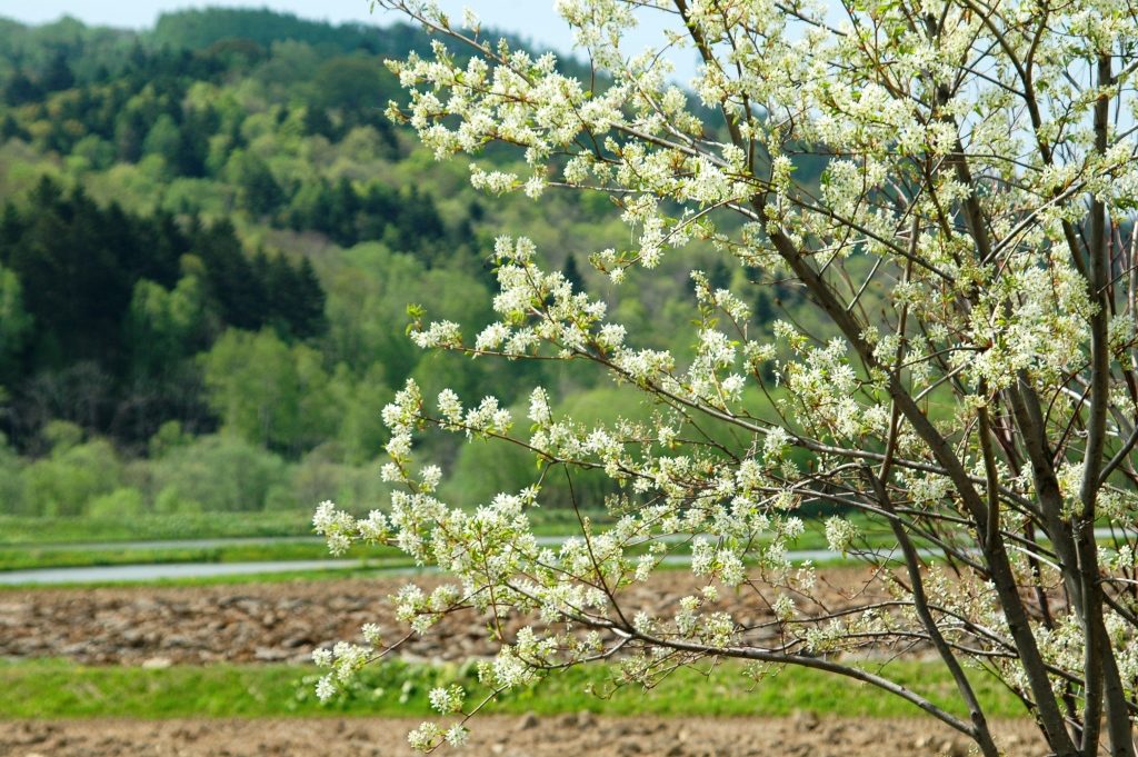 5.19　ジューンベリーの花満開！